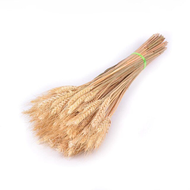 GRAIN WHEAT EARS