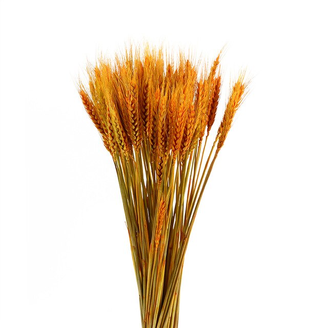 GRAIN WHEAT EARS