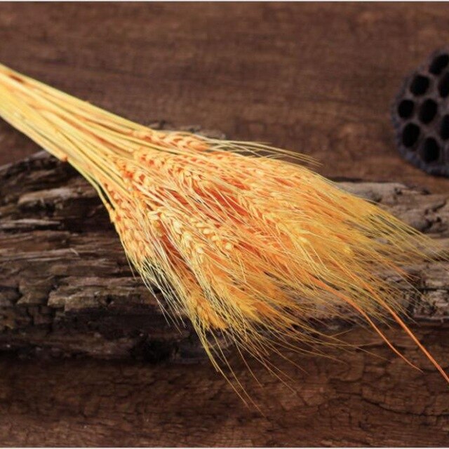 GRAIN WHEAT EARS