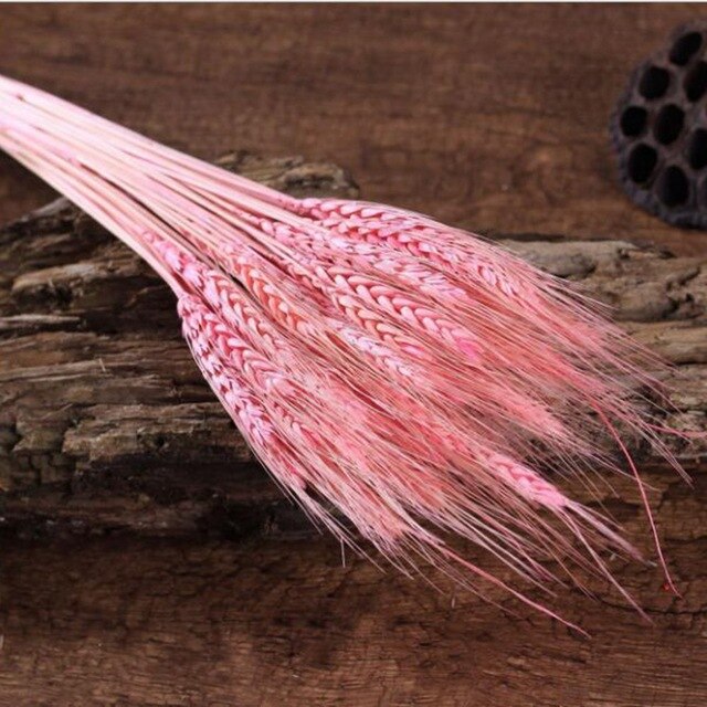 GRAIN WHEAT EARS