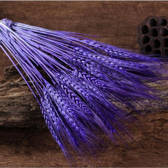 GRAIN WHEAT EARS