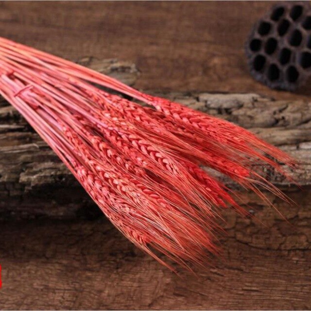 GRAIN WHEAT EARS