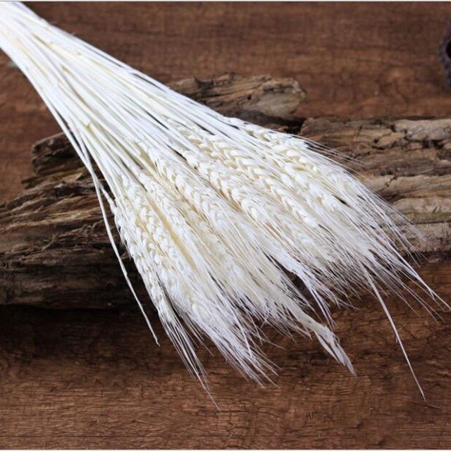 GRAIN WHEAT EARS