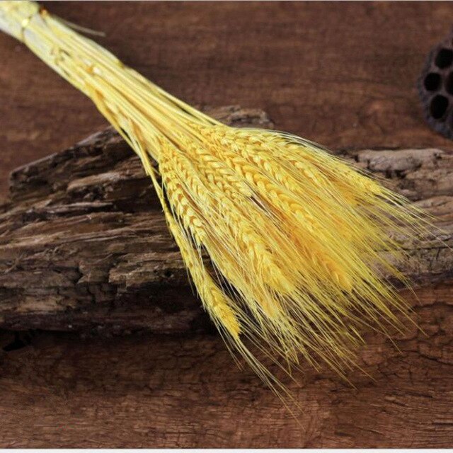GRAIN WHEAT EARS